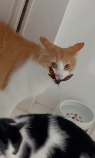 セミをくわえる猫