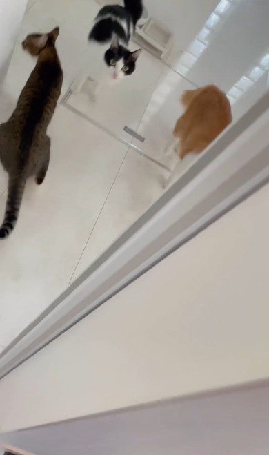 セミをくわえる猫