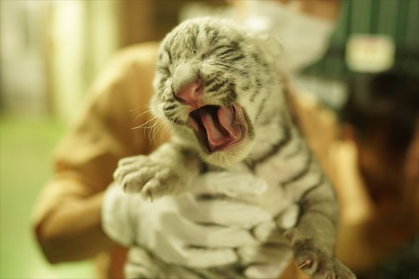 ホワイトタイガーの赤ちゃん