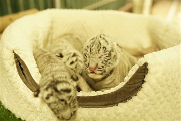 ホワイトタイガーの赤ちゃん