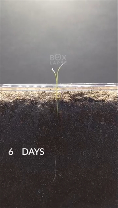 ニンジン　タイムラプス