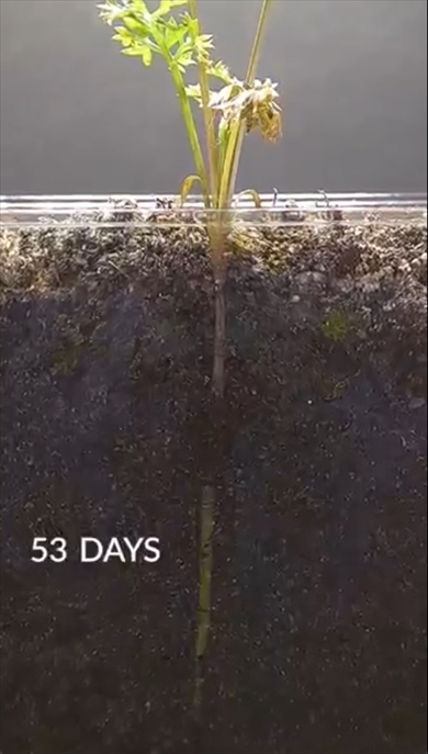 ニンジン　タイムラプス