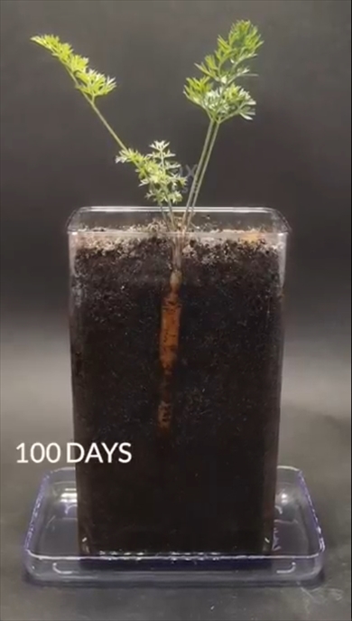 ニンジン　タイムラプス