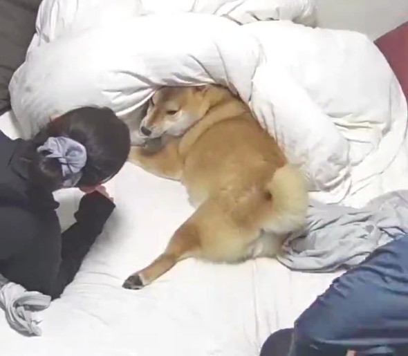 こっち見る柴犬