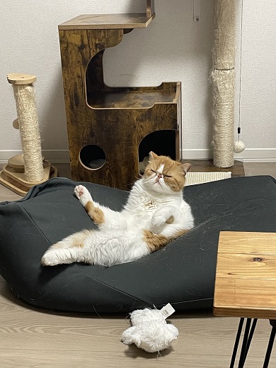 体をV字にしてクッションに身を預けているニャンコ