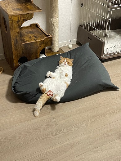 あお向けでクッションに身を預けているニャンコ