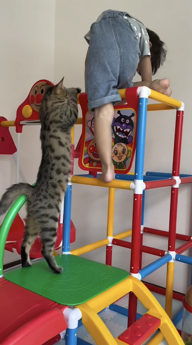 猫と遊ぶ息子