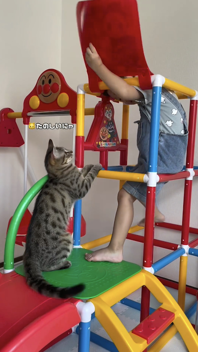 猫と遊ぶ息子