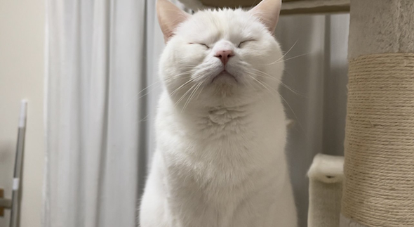 カリン様似のしらたまくん