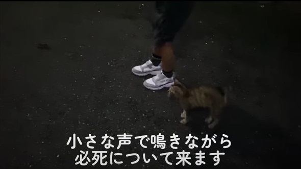 花火大会の日に出会った子猫のビフォアフ
