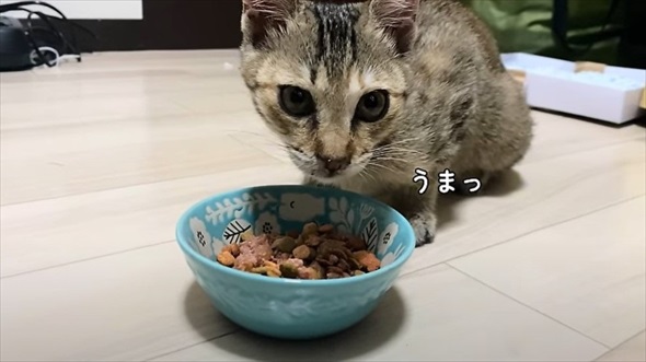 花火大会の日に出会った子猫のビフォアフ