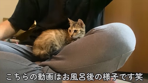 花火大会の日に出会った子猫のビフォアフ