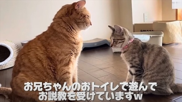 花火大会の日に出会った子猫のビフォアフ