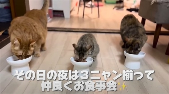 花火大会の日に出会った子猫のビフォアフ