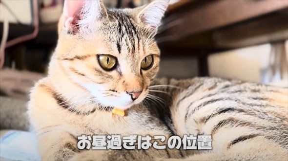 花火大会の日に出会った子猫のビフォアフ