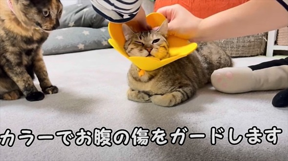 花火大会の日に出会った子猫のビフォアフ