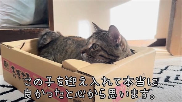花火大会の日に出会った子猫のビフォアフ