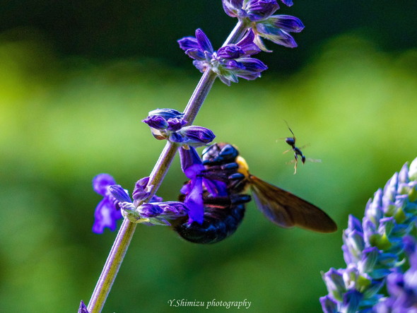 花に着地するクマバチと吹っ飛ぶアリ