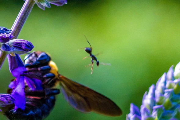 花から吹っ飛ぶアリ