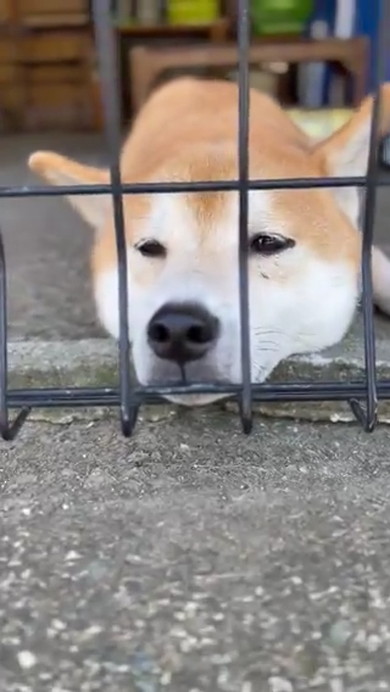 くつろいでいる柴ワンコ