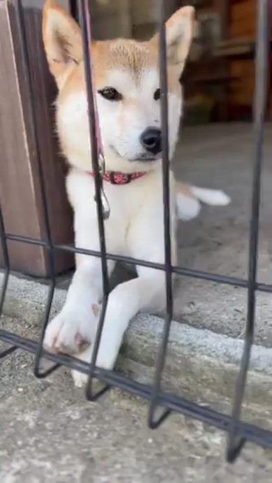 くつろいでいる柴ワンコ