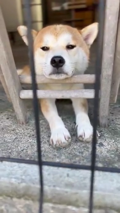 くつろいでいる柴ワンコ