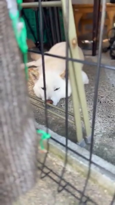 くつろいでいる柴ワンコ