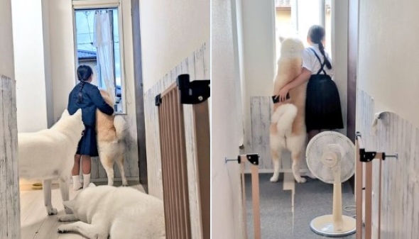 ワンコと女の子のビフォーアフター写真