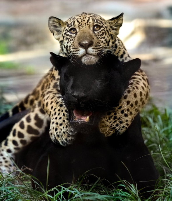 お母さんに乗る子