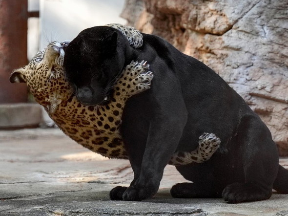 お母さんにぶら下がる