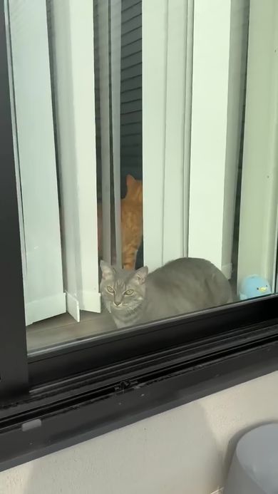 飼い主をすました顔で見ているニャンコ