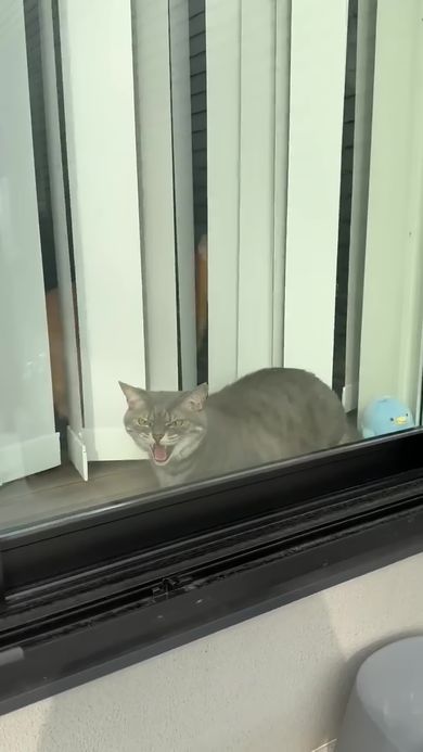 飼い主を威嚇するニャンコ