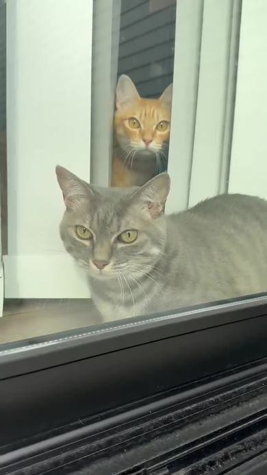 鋭い視線を飼い主に送る2匹のニャンコ