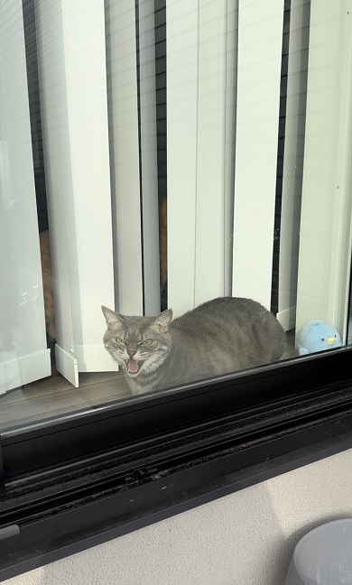 飼い主を威嚇するニャンコの隣にはお気に入りのペンギンのぬいぐるみ