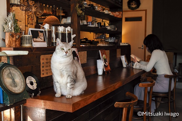愛知県名古屋市の喫茶店の猫が登場する『岩合光昭 ニッポン看板猫』
