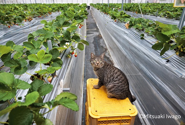 愛媛県松山市のイチゴ農園の猫が登場する『岩合光昭 ニッポン看板猫』