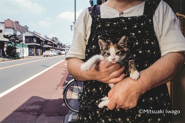 埼玉県川越市の店の猫が登場する『岩合光昭 ニッポン看板猫』