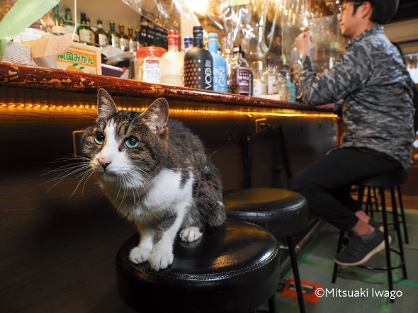 新宿ゴールデン街の猫が登場する『岩合光昭 ニッポン看板猫』