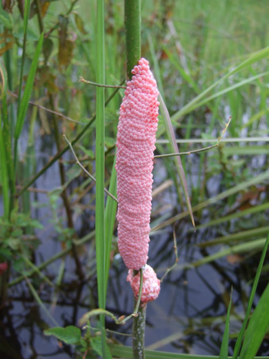 ジャンボタニシの卵塊