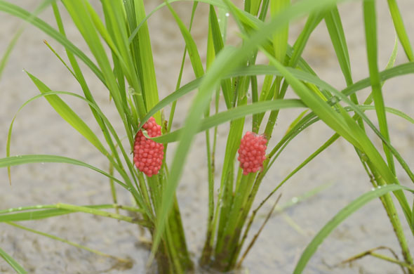 ジャンボタニシの卵塊