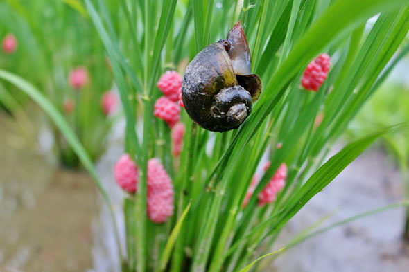 ジャンボタニシの卵塊
