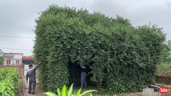 家 小屋 改装 ボランティア 生い茂った 茂み 草木 ツタ 剪定 ビフォーアフター 変身
