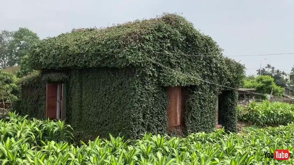家 小屋 改装 ボランティア 生い茂った 茂み 草木 ツタ 剪定 ビフォーアフター 変身