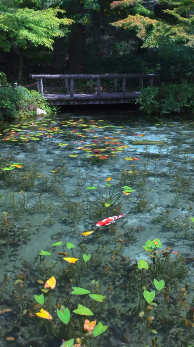 鯉が宙に浮かぶ透明な岐阜県のモネの池