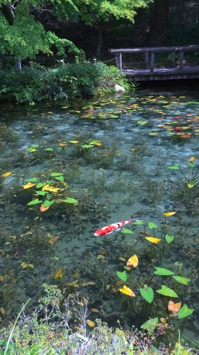 鯉が宙に浮かぶ透明な岐阜県のモネの池