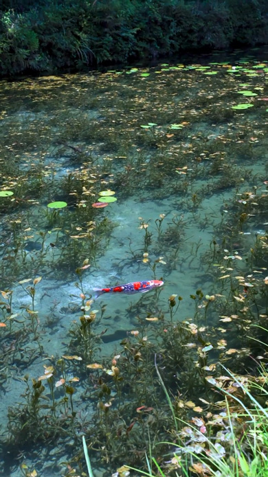 鯉が宙に浮かぶ透明な岐阜県のモネの池