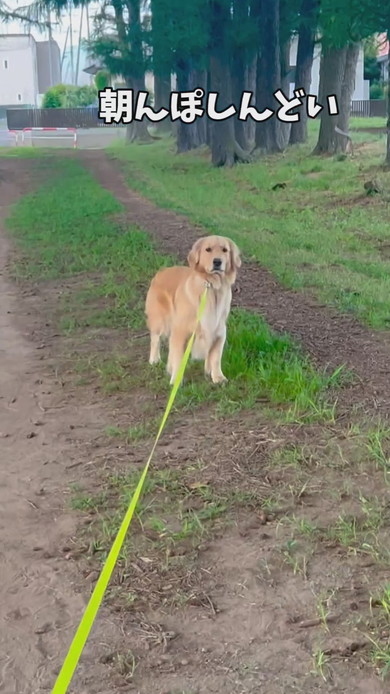 散歩拒否中のゴールデンレトリバーのワンコ
