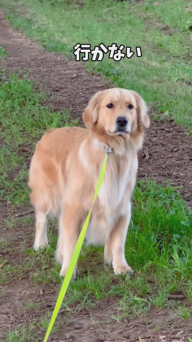 散歩拒否中のゴールデンレトリバーのワンコ