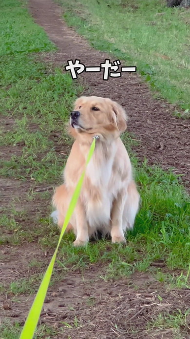 散歩拒否中のゴールデンレトリバーのワンコ