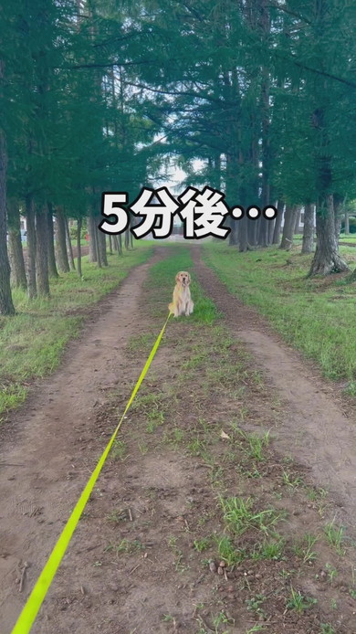 散歩拒否中のゴールデンレトリバーのワンコ